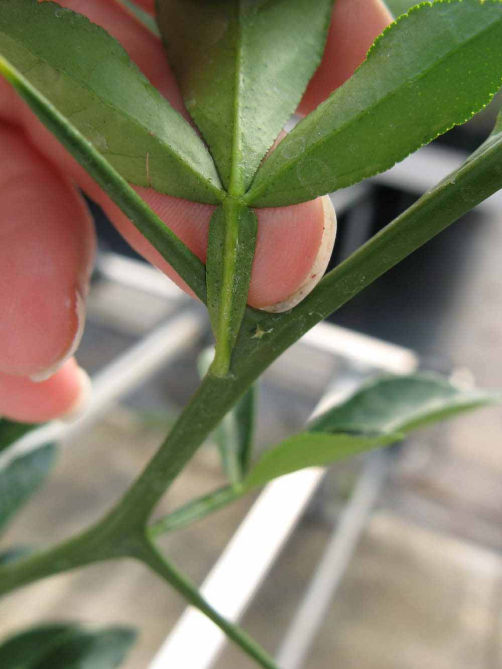              Petiole (Phillip Rucks Citrus Nursery, Frostproof, FL)       